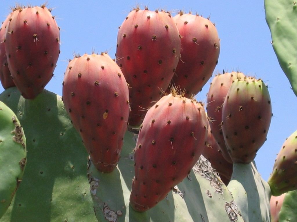 الصبار