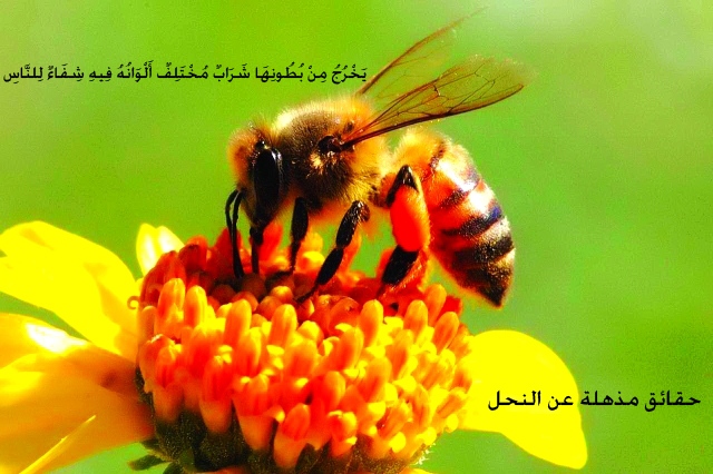 حقائق عن النحل ومنتجاته الكثير منا لا يعلمها في هذا المقال