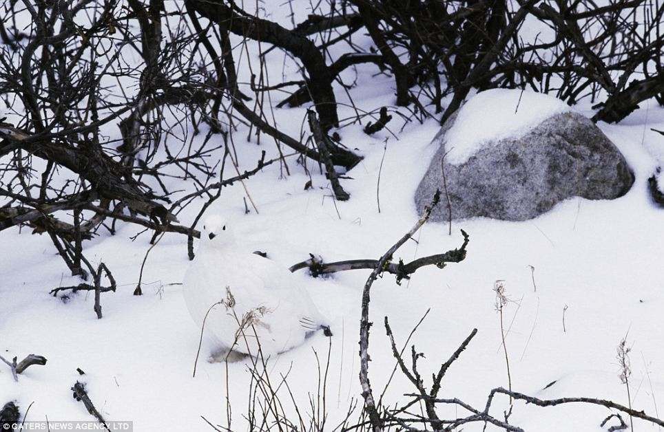 صورة طائر الويلو “willow ptarmigan” يستغل اللون الابيض للثلج للتخفي