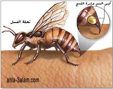 آلة اللسع عند النحلة