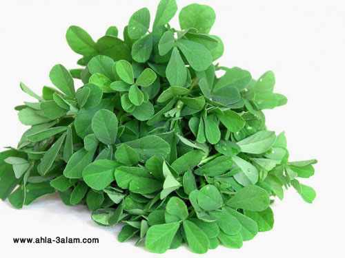 الحلبة وفوائدها