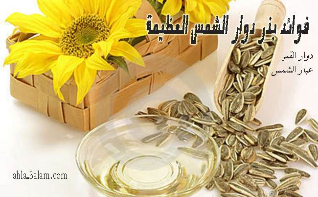 فوائد بذر دوار الشمس العظيمة ,فوائد دوار القمر, فوائد بذر عباد الشمس, فوائد دوار الشمس,فوائد بزر دوار الشمس,سبب تسمية دوار الشمس