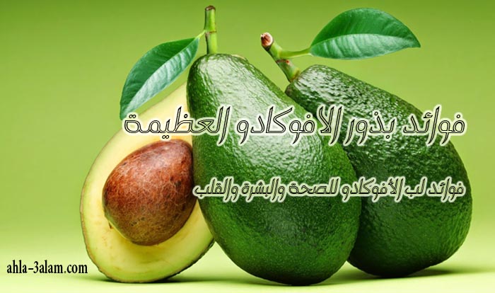 فوائد بذور الافوكادو , فواد بذرة الأفوكادو , فوائد الأفوكادو , فوائد لب الافوكادو ,الافوكادو ,فوائد بذور الافوكادو , فوائد لب الأفوكادو