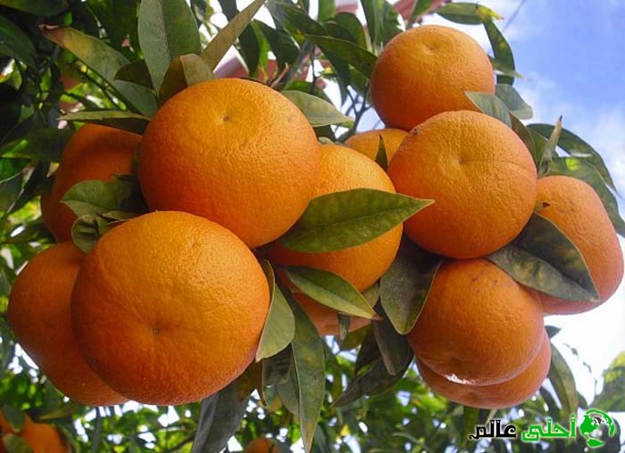 شجر النارنج