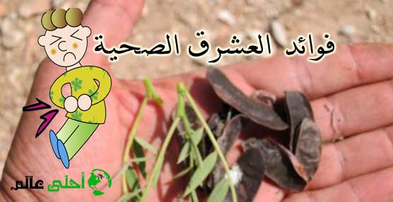 فوائد العشرق, أضرار العشرق, عشبة العشرق, فوائد عشبة العشرق,العشرق, العشرق للتخسيس, العشرق لتخفيف الوزن , فوائد العشرق للبشرة,