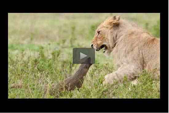بالفيديو: نمس يواجه قطيع أسود‎