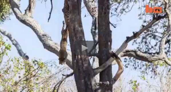 بالفيديو: فهد ينصب كميناً لقطيع غزلان من فوق شجرة