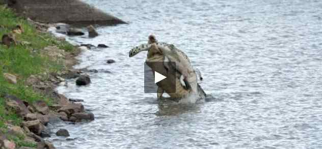 بالفيديو تمساح يفترس تمساح أخر بشكل وحشي