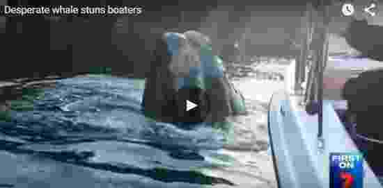 فيديو نادر عملية انقاذ حوت يطلب مساعدة من الصيادين في البحر