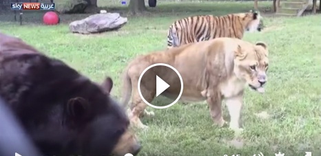 شاهد الدب والنمر والأسد في صداقة نادرة بالفيديو