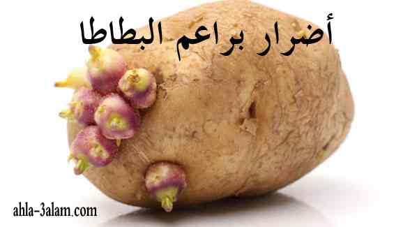 أضرار براعم البطاطا هل يمكن تناولها تحذير هام !