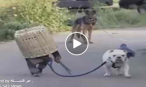 شاهد قرد وكلب يتشاركون المخاطر على الطريق كوميدي