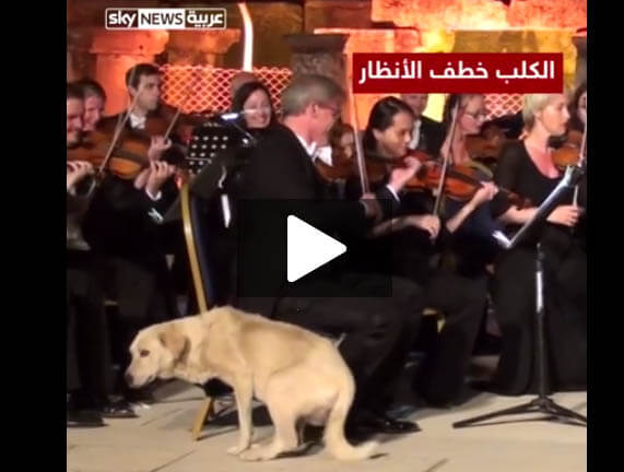 كلب يقتحم حفل موسيقي في أزمير التركية وسط تسفيق وضحك الجمهور