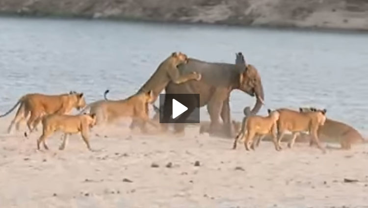 فيديو صغير الفيل يتغلب على 14 اسد بشجاعة وذكاء باهر شاهد هرقل الفيل الصغير