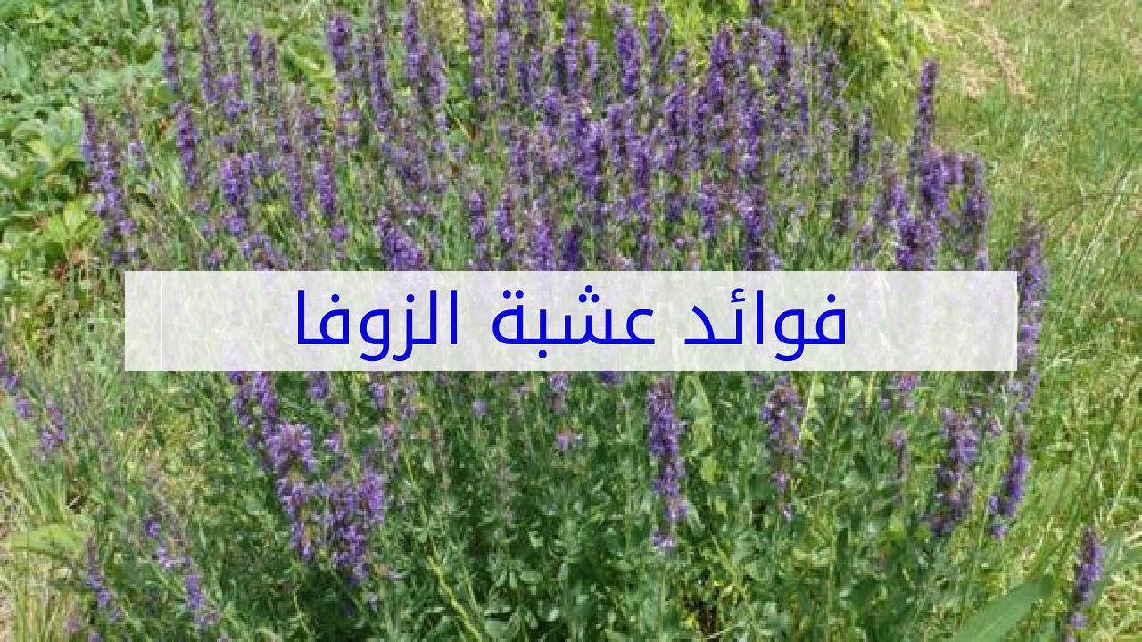 فوائد الزوفا