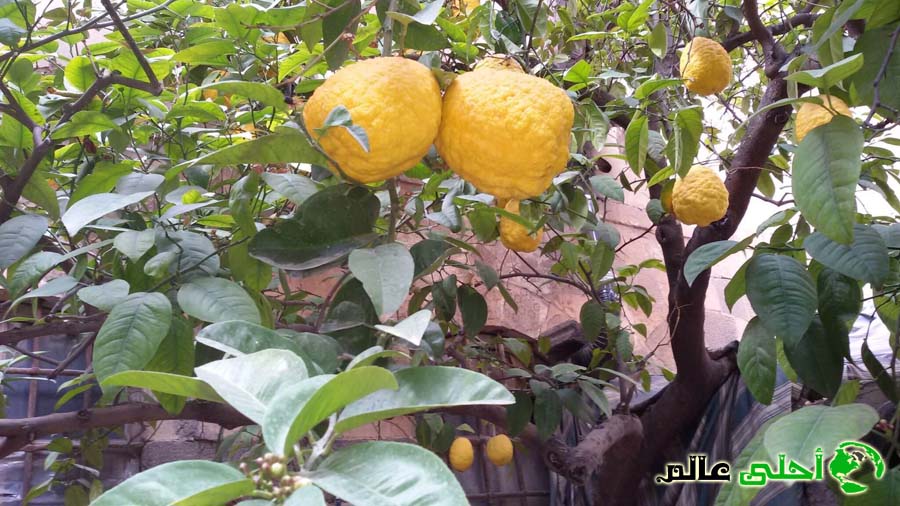 فوائد ثمرة الكباد , الأترج , الكباد, ماهو الكباد, مربى الكباد, فوائد الكباد , منافع الكباد, فوائد الاترج