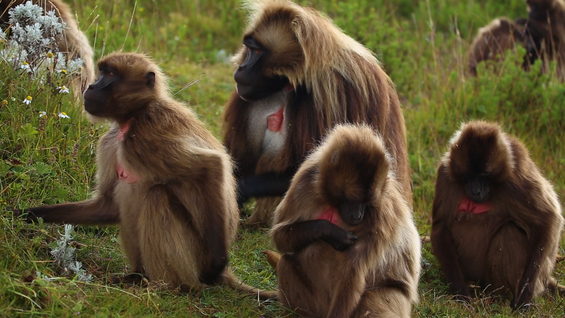 Real monkeys fucking a woman